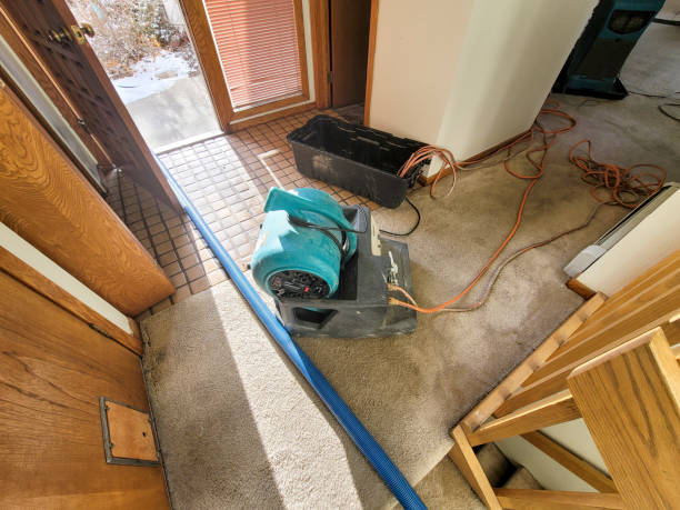 Best Mold removal after water damage  in Perris, CA
